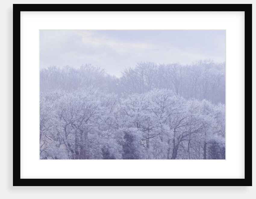 Misty forest by Assaf Frank